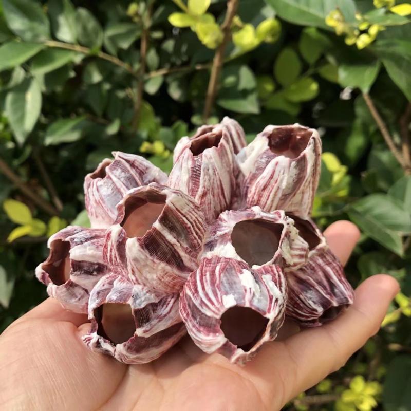 Aquarium Marine Rock - Cava Naturale di Loto Marino Viola,