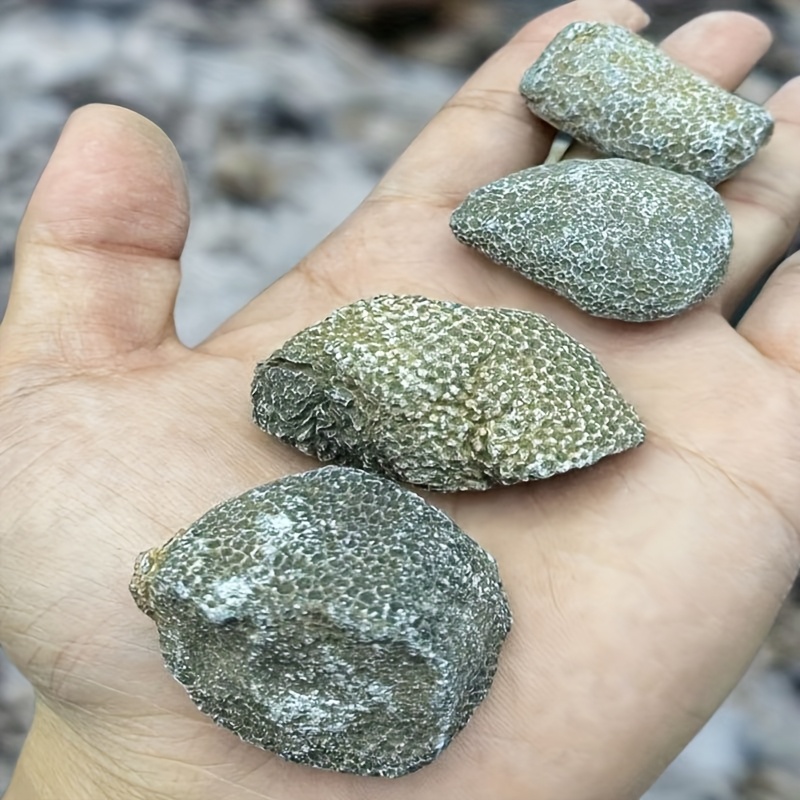 Roccia di Corallo Naturale Ada - Aquarium Marine Rock recensione e prezzo