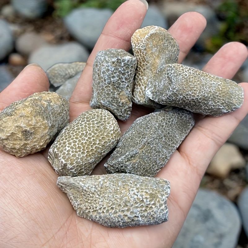 Roccia di Corallo Naturale Ada - Aquarium Marine Rock recensione e prezzo